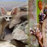 Rare Exotic Animals