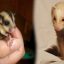 Small Exotic Pets