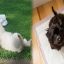 Tips for Training a Puppy Toilet