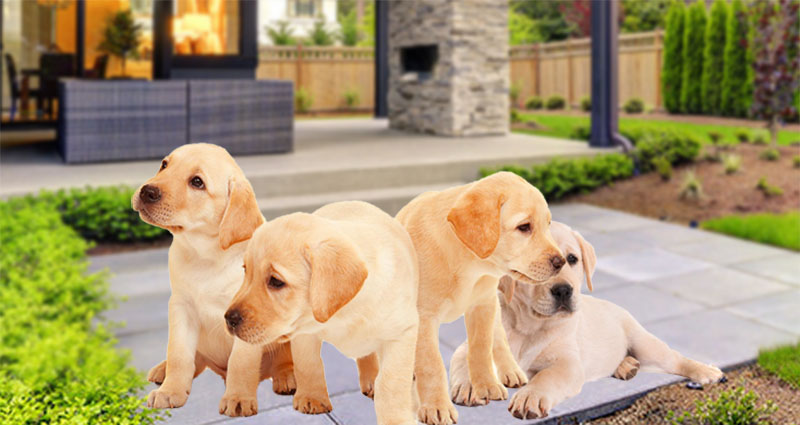 Your Ultimate Guide to Finding Labradors for Sale Tips and Tricks