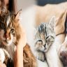Bringing home a furry friend from abroad: The International pet adoption process