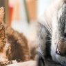 Common Health Problems in Senior Cats and Their Treatments