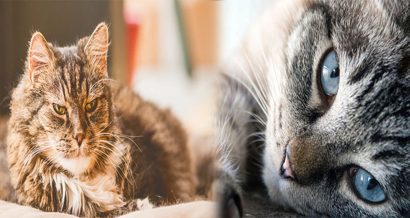 Common Health Problems in Senior Cats and Their Treatments