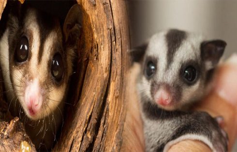 Essential Habitat Accessories for Pet Sugar Gliders in Captivity