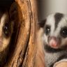 Essential Habitat Accessories for Pet Sugar Gliders in Captivity