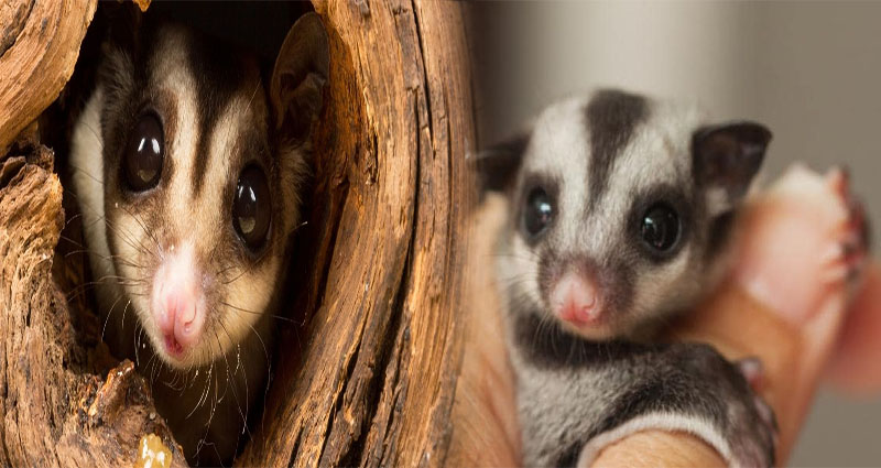 Essential Habitat Accessories for Pet Sugar Gliders in Captivity