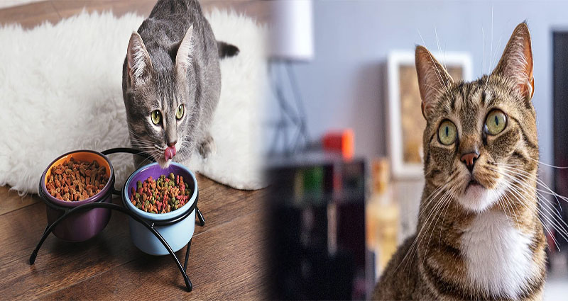 Finding the Best Cat Food for Indoor Cats with Sensitive Stomachs