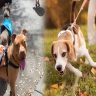 Martingale Training Collars: Leash Control and Gentle Correction for Energetic Dogs