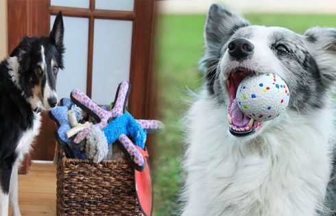 Natural and Eco-Friendly Dog Toys for Environmentally Conscious Owners