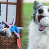 Natural and Eco-Friendly Dog Toys for Environmentally Conscious Owners