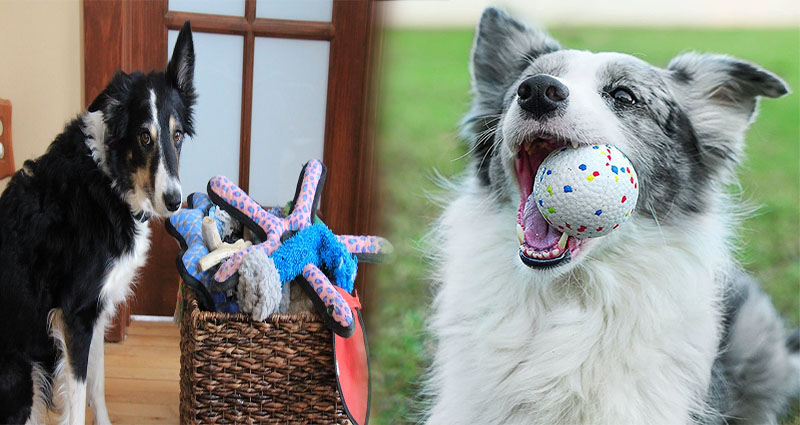 Natural and Eco-Friendly Dog Toys for Environmentally Conscious Owners