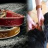 Personalized Embroidered Dog Collars with Quick-Release Buckles for Easy Identification