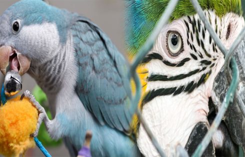 Safe and Stimulating Toys for Pet Birds of Prey