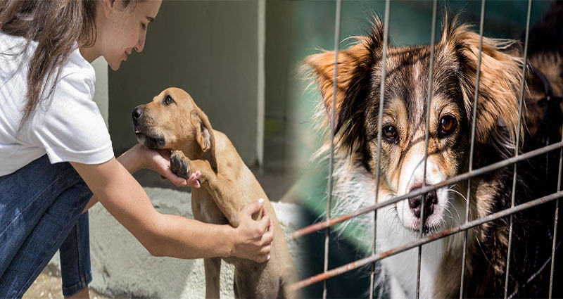 Step-by-Step Guide to Adopting a Rescue Dog from a Shelter