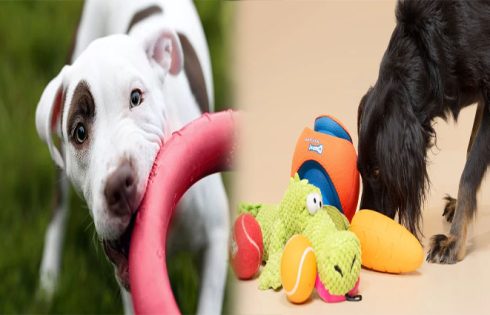 The Importance of Durable Chew Toys for Large Breed Puppies