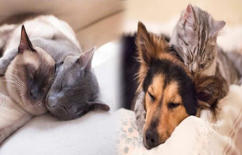 Tips for Introducing a New Cat to a Multi-Pet Household