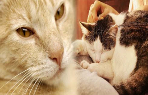 Tips for Providing a Loving Forever Home When Adopting a Senior Cat