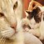 Tips for Providing a Loving Forever Home When Adopting a Senior Cat