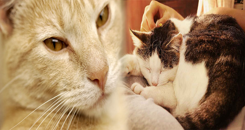 Tips for Providing a Loving Forever Home When Adopting a Senior Cat