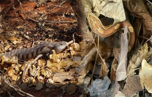 Unique Enrichment Ideas for Pet Reptiles in Terrariums