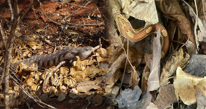 Unique Enrichment Ideas for Pet Reptiles in Terrariums