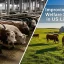 Improving Animal Welfare Standards in US Livestock