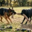 Durable Tug-of-War Toys for Large, Strong Dogs