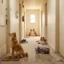 Quietest Dog Breeds for Small Homes and Thin Walls